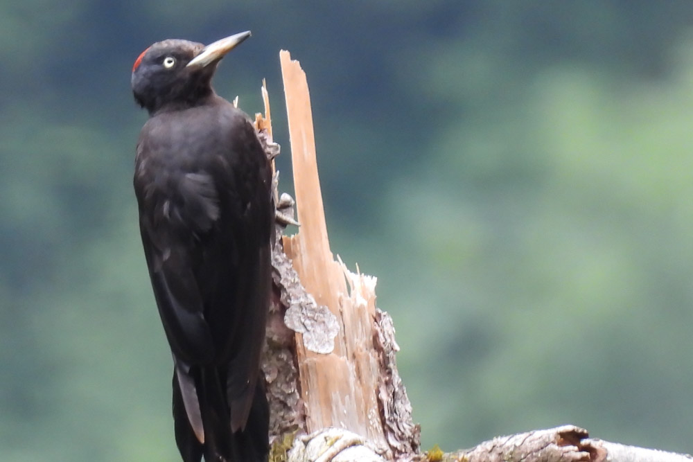 Feldlerchen-Exkursion