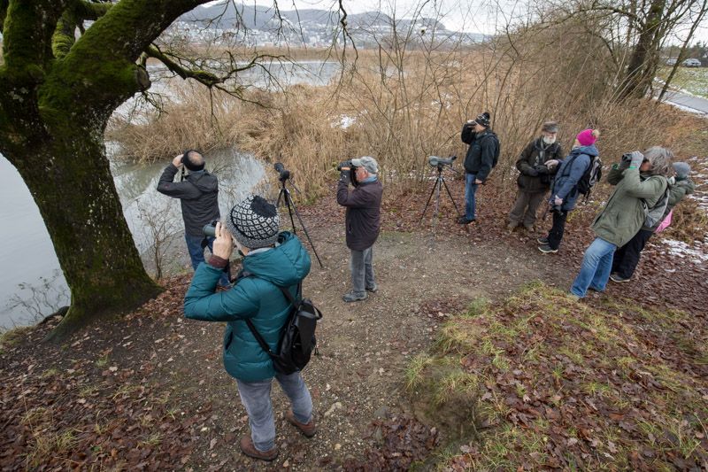 Winterspaziergang Klingnauer Stausee