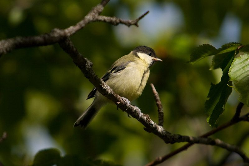 Frühexkursion: Vogelkonzert live!